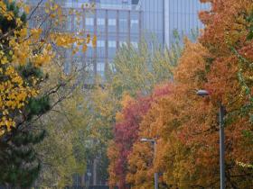 撞破单调 彩叶让天空鲜活起来