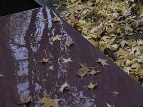 今晨北京迎降雨 秋叶增添了几分萧瑟