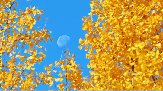 北京蓝天留月白 叶片鎏金入画来