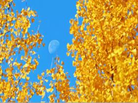 北京蓝天留月白 叶片鎏金入画来