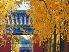 邂逅秋色顶流！北京地坛银杏迎最佳观赏期