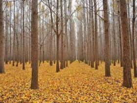 河南汝州迎来落叶季 满地碎金枝头留秋痕