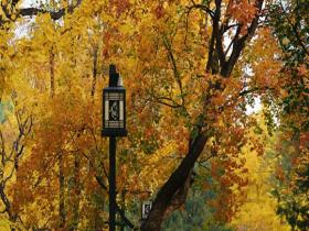 赏秋倒计时！抓住北京最后一抹秋黄