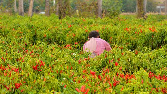 河南平顶山：农民抢抓晴好天气忙农事
