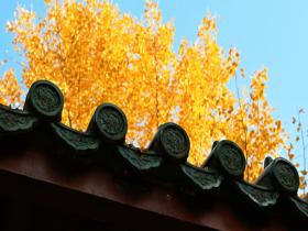 瓦当上的银杏黄 尽显典雅与意境之美