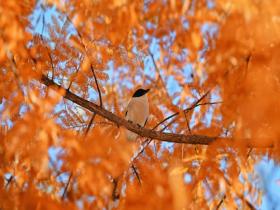 北京奥森公园：初冬喜鹊戏红杉