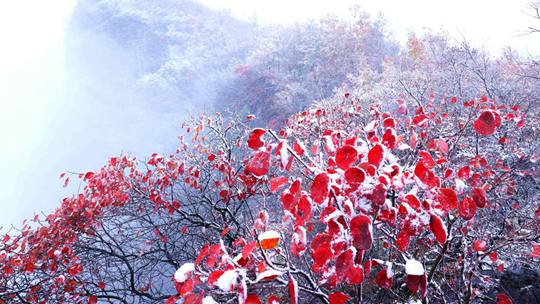 彩叶遇上白雪雾凇 解锁秋冬同框终极浪漫