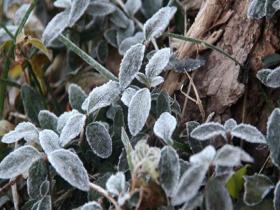 山东威海气温低迷 植物披白霜