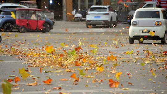 大风橙色预警！河南平顶山风沙起叶乱舞
