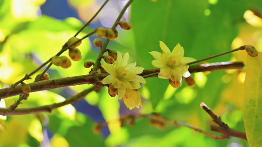 北京颐和园蜡梅已开 娇俏惹人爱