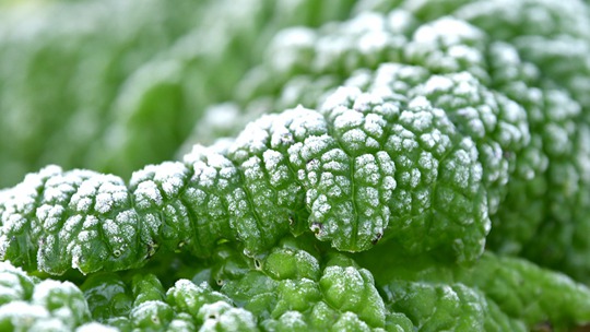 贵阳今晨气温低迷 植物结霜