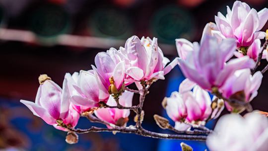 云赏花 解锁大美中国里的繁花世界