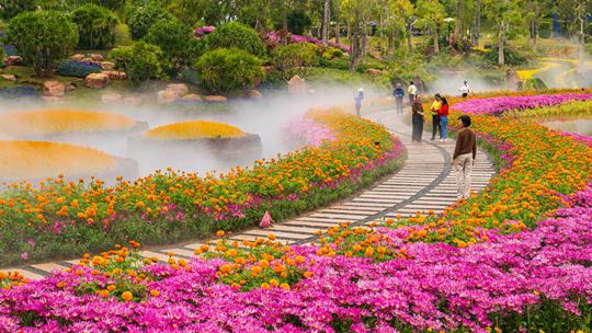 菊香漫南国 广西南宁菊花展异彩纷呈
