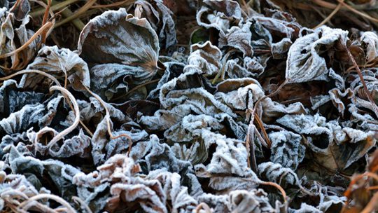 霜染大地 河南汝州气温低迷植物结霜