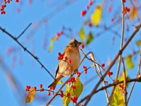 红果缀寒枝鸟儿觅食忙 一图解锁北京冬日灵动瞬间