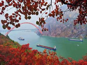 错过等一年！重庆巫山红叶迎来最佳观赏期