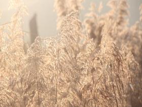 冬日限定美景上线 芦花如雪醉晨光
