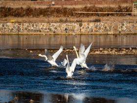 候鸟组团南迁 大天鹅落脚北京密云清水河