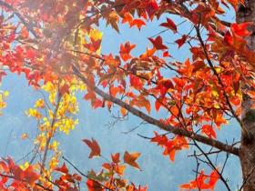 广西百色市德保县彩叶“换装” 开启浪漫时光