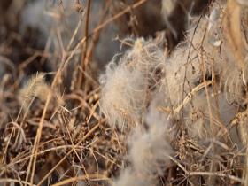 北方冬野的低调美学 草木枯荣自带烟熏色