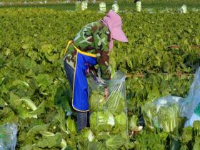 河南汝州天气晴好 市民抢抓时机收菜忙