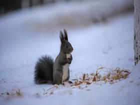 辽宁锦州雪后初霁 松鼠觅食可爱身影仿若人间精灵