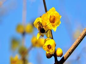 河南汝州蜡梅花开 一抹金黄暖枝头