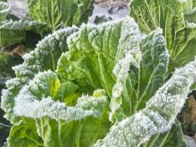 福建闽侯县植物覆霜 如穿“白绒衣”