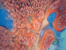 江苏淮安：天泉湖斑斓池杉映碧水