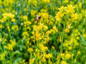 广西南宁油菜花开 一片鹅黄美如画