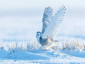 “冰雪精灵” 雪鸮现身呼伦贝尔