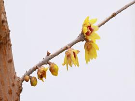 三九赏蜡梅 北海公园的蜡梅开了