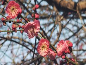 河南郑州梅花绽放 为冬日增添亮丽色彩