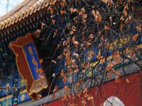 黄叶与红墙古建碰撞 定格冬日里的倔强“秋色”