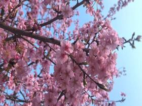 湖南常德太浮山樱花反季绽放 花海营造粉色浪漫