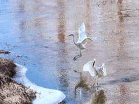 陕西延安河面尚未封冻 白鹭悠闲觅食