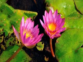 海南儋州天气温暖舒适 睡莲肆意绽放