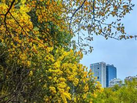 广西南宁石门公园合欢树花开似锦 为城市增添一抹亮色