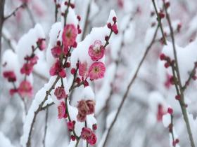 河南郑州：雪落枝头 梅香自来