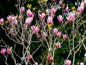 广西南宁暖意融融 玉兰花惊艳枝头