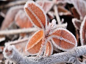 河南汝州早晨气温较低 农作物表面被冰霜覆盖