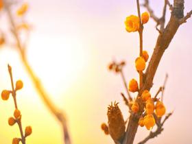 暗香浮动！北京蜡梅绽放 不畏寒冷翩然起舞