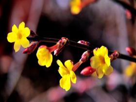 立春：风和日暖 迎春花绽放报春意