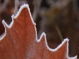 山东威海气温低迷 植物染白霜