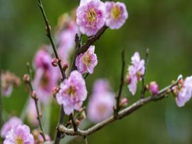 广西南宁青秀山梅花迎风开 粉红花朵簇拥枝头