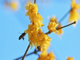 北京月坛公园：蜡梅凝香蜜蜂舞