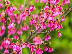 广西南宁雨雾蒙蒙 山樱花娇艳欲滴