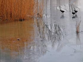 暖かくなって氷の預言者氷が溶けて春が近づく