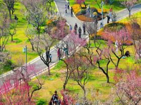だんだんと暖かくなってきた花に枝をつけて花見の旅へ