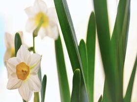 淡麗な水仙が新春を迎えるお正月の花として人気が高い